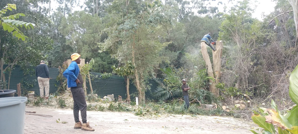 G F M Tree Felling at work