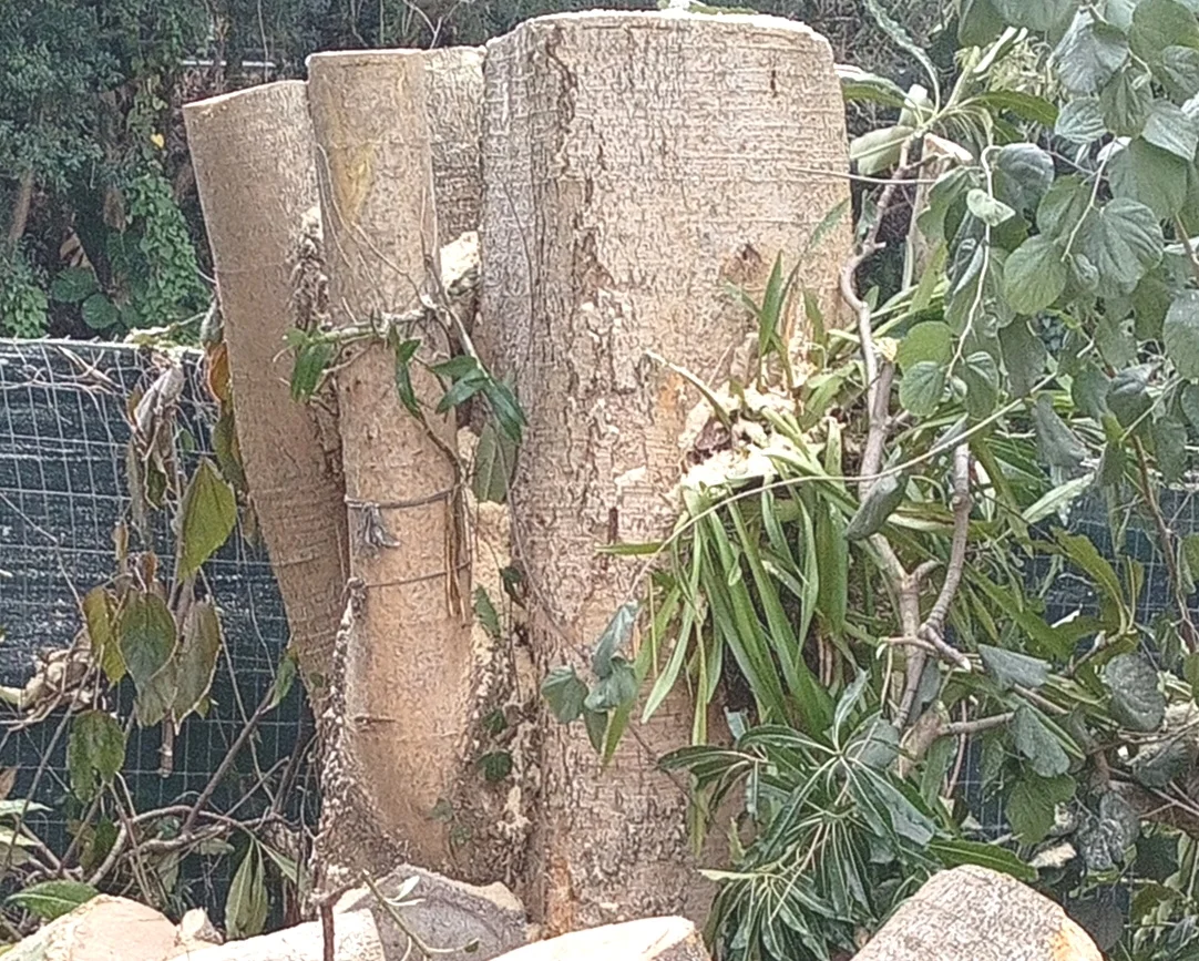 Tree removal in Pretoria