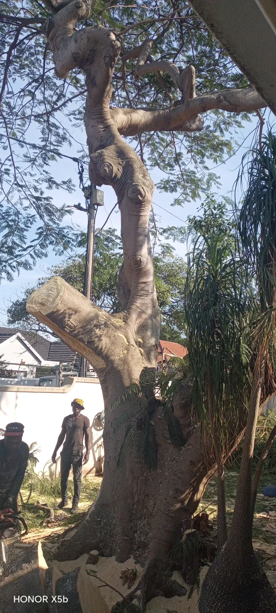 G F M Tree Felling team at work
